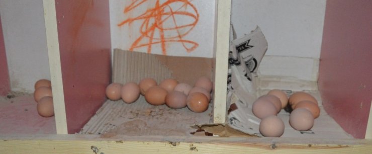Kızı İçin Tavuk Çiftliği Kurdu, Organik Yumurta Üretiyor