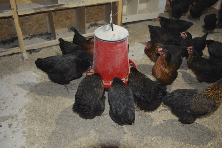 Kızı İçin Tavuk Çiftliği Kurdu, Organik Yumurta Üretiyor