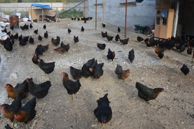 Kızı İçin Tavuk Çiftliği Kurdu, Organik Yumurta Üretiyor