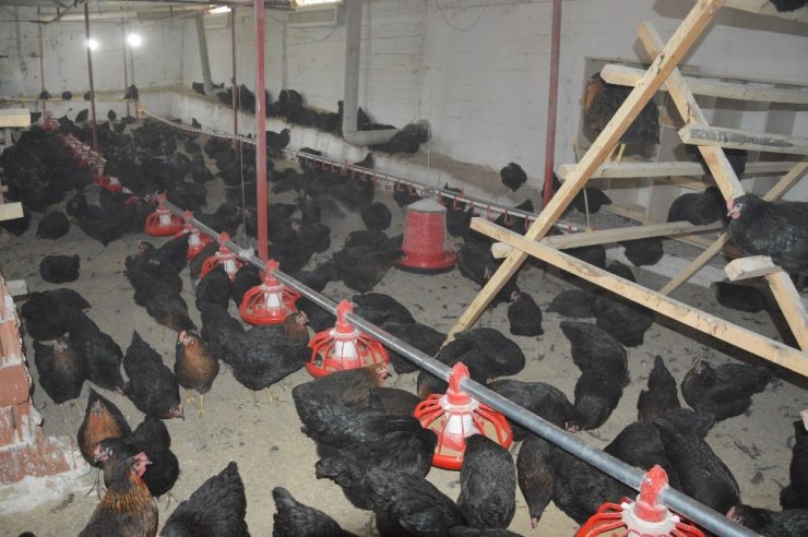 Kızı İçin Tavuk Çiftliği Kurdu, Organik Yumurta Üretiyor