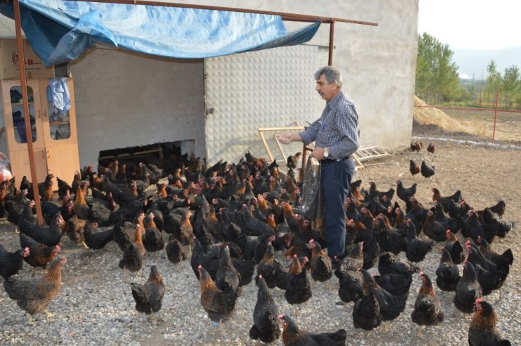 Kızı İçin Tavuk Çiftliği Kurdu, Organik Yumurta Üretiyor