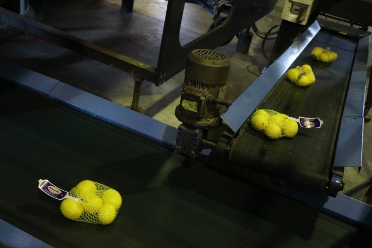 Limon Ve Mandalinanın "Fahiş Fiyat" Yolculuğu