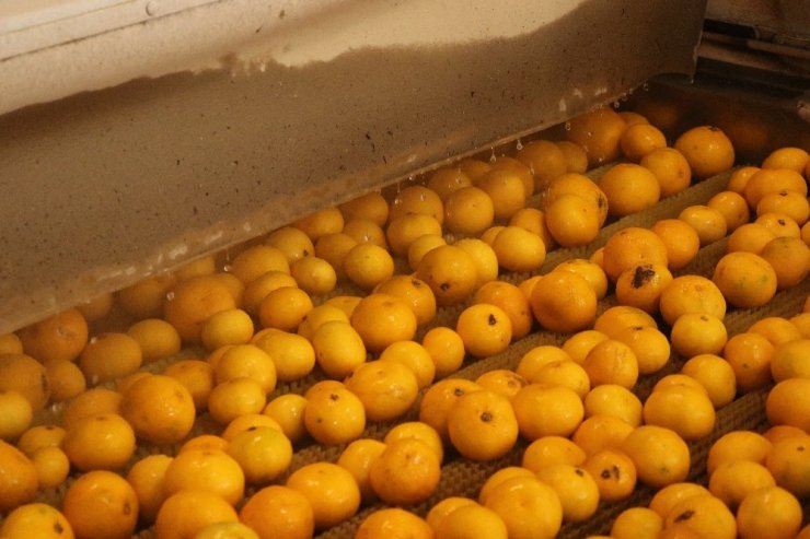 Limon Ve Mandalinanın "Fahiş Fiyat" Yolculuğu