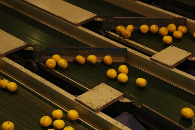 Limon Ve Mandalinanın "Fahiş Fiyat" Yolculuğu