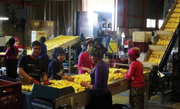 Limon Ve Mandalinanın "Fahiş Fiyat" Yolculuğu