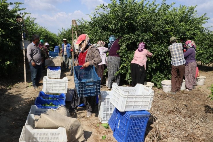 Limon Ve Mandalinanın "Fahiş Fiyat" Yolculuğu