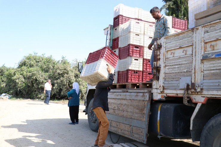 Limon Ve Mandalinanın "Fahiş Fiyat" Yolculuğu