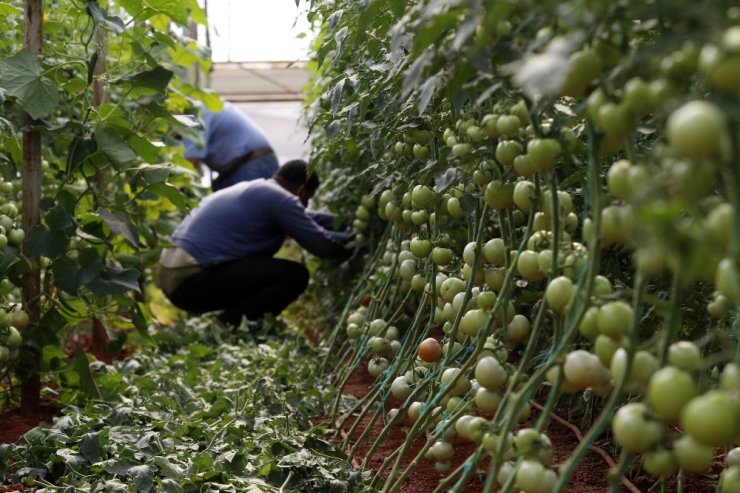 Domates Fideleri Rusya İçin Toprakla Buluştu