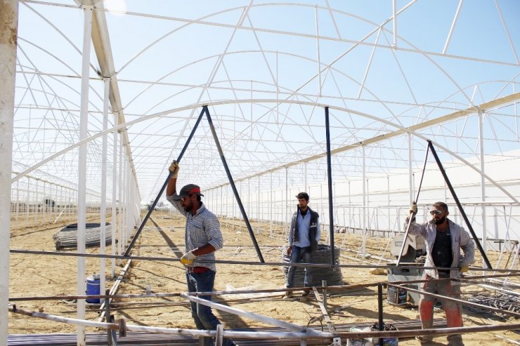Domates Fideleri Rusya İçin Toprakla Buluştu