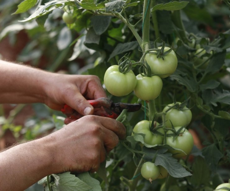 Domates Fideleri Rusya İçin Toprakla Buluştu