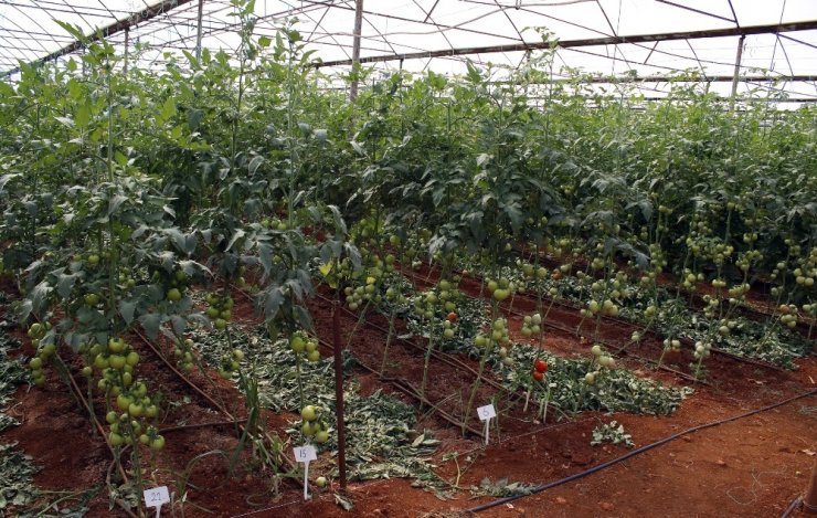 Domates Fideleri Rusya İçin Toprakla Buluştu