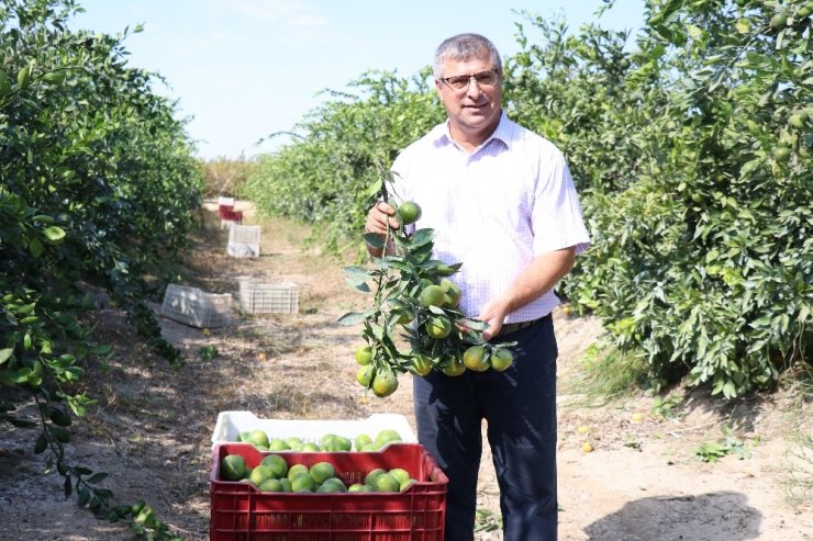 Limon Ve Mandalinanın "Fahiş Fiyat" Yolculuğu