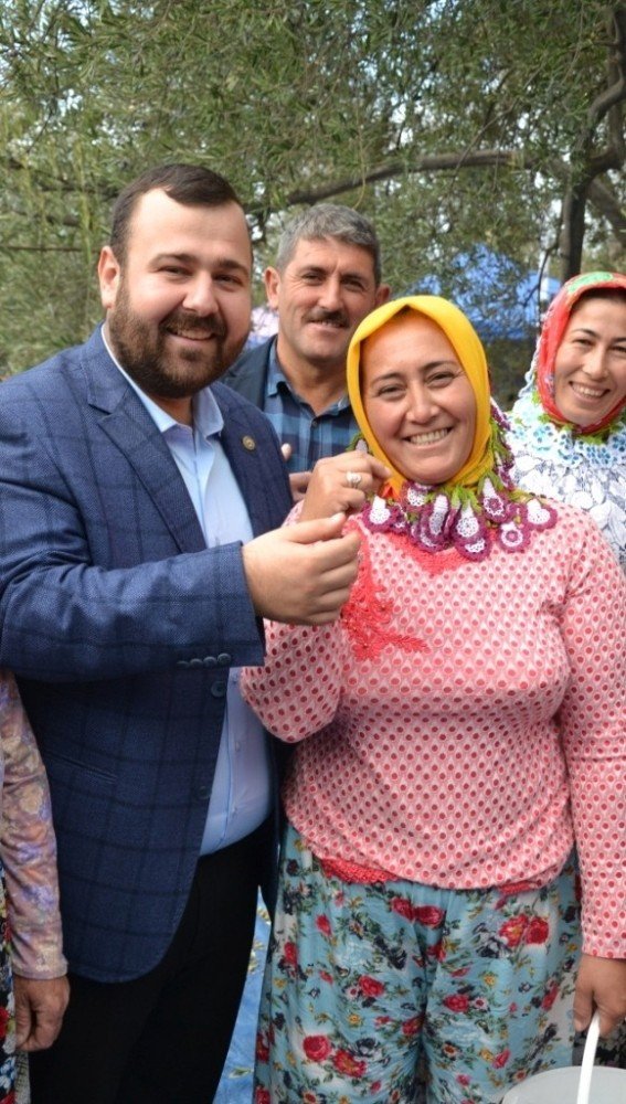 Zeytin Toplayıcıları ‘Altın’ İçin Yarıştı