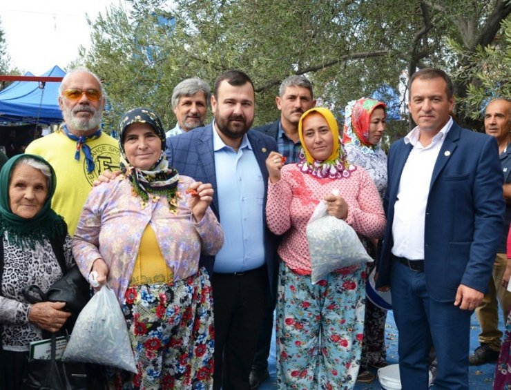 Zeytin Toplayıcıları ‘Altın’ İçin Yarıştı