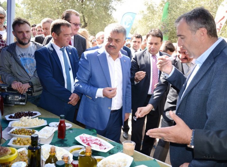 Zeytin Toplayıcıları ‘Altın’ İçin Yarıştı