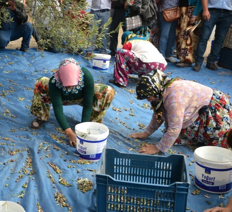 Zeytin Toplayıcıları ‘Altın’ İçin Yarıştı