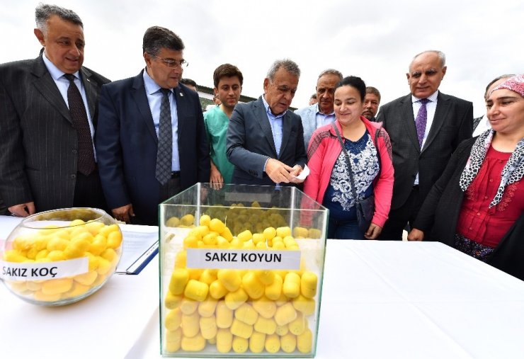 Büyükşehir’in Umut Sürüsü Büyüyor