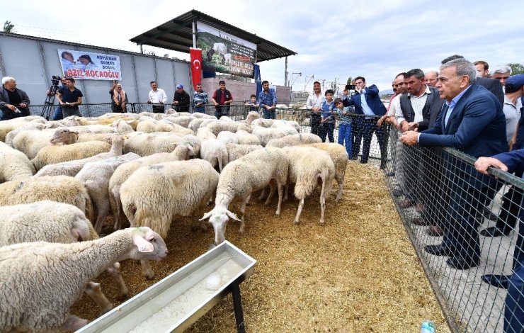 Büyükşehir’in Umut Sürüsü Büyüyor