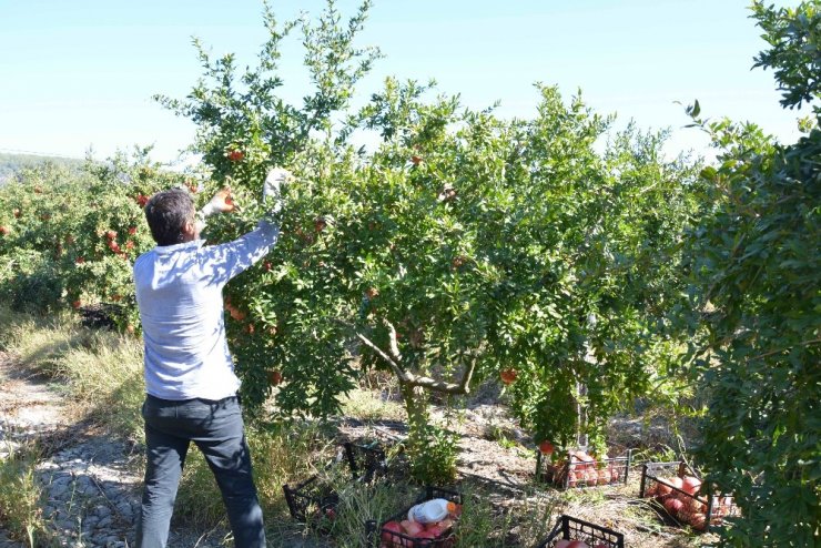 Muğla’da Nar Hasadı Başladı