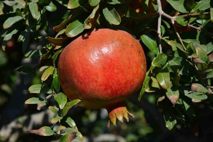 Muğla’da Nar Hasadı Başladı