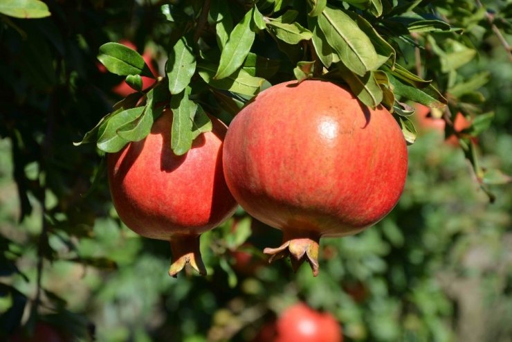 Muğla’da Nar Hasadı Başladı