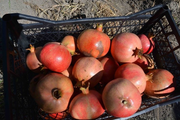 Muğla’da Nar Hasadı Başladı