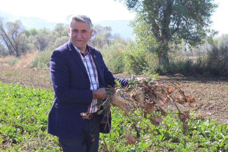 Pancarın “Tatlı” Yolculuğu Başladı