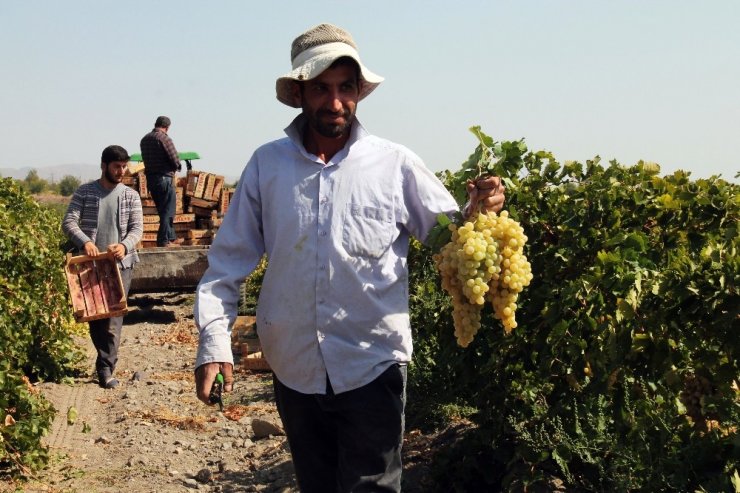 Elazığ’da En ‘Hoş Üzüm’ Hasadı