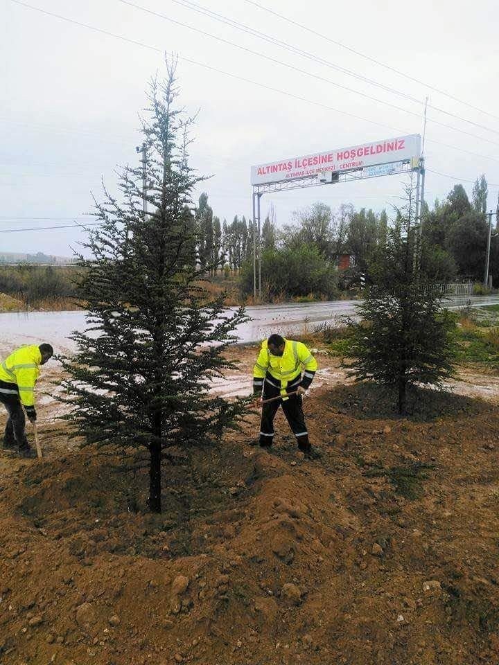 Altıntaş’ta Ağaç Nakil Çalışmaları