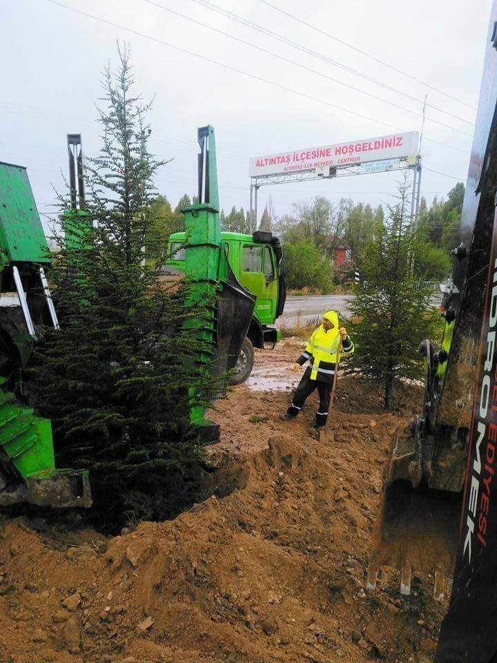Altıntaş’ta Ağaç Nakil Çalışmaları