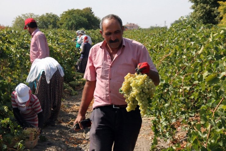 Elazığ’da En ‘Hoş Üzüm’ Hasadı