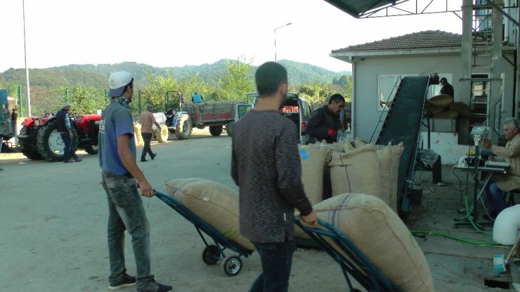 Fındığını Tmo’ya Verenler Uzun Kuyruklar Oluşturdu