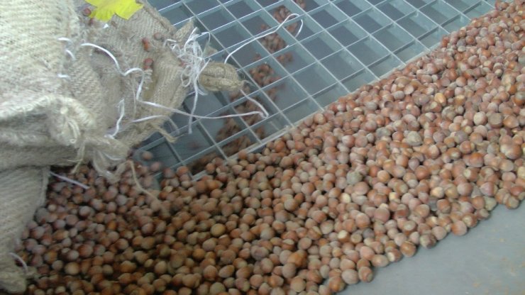 Fındığını Tmo’ya Verenler Uzun Kuyruklar Oluşturdu