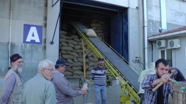 Fındığını Tmo’ya Verenler Uzun Kuyruklar Oluşturdu