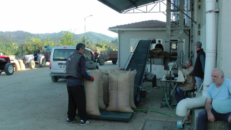 Fındığını Tmo’ya Verenler Uzun Kuyruklar Oluşturdu
