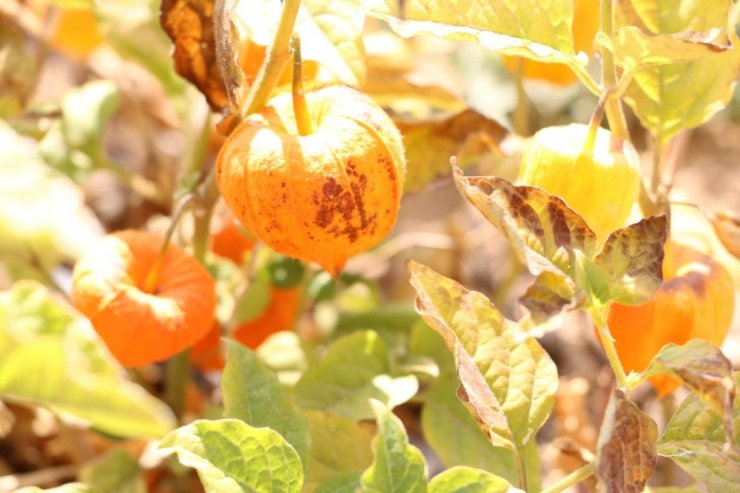 Eczacılık Fakültesi Serasında Yüzden Fazla Tıbbi Bitki Yetiştiriliyor