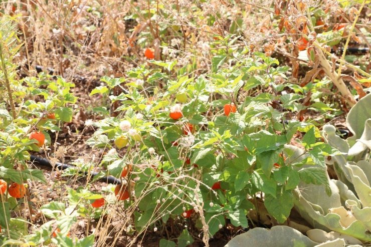 Eczacılık Fakültesi Serasında Yüzden Fazla Tıbbi Bitki Yetiştiriliyor