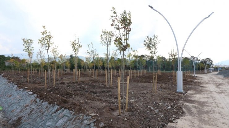 Yeniköy Sahiline 15 Farklı Tür Ağaç