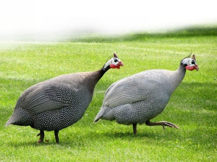 Ordu Yaban Hayatına Bin Sülün