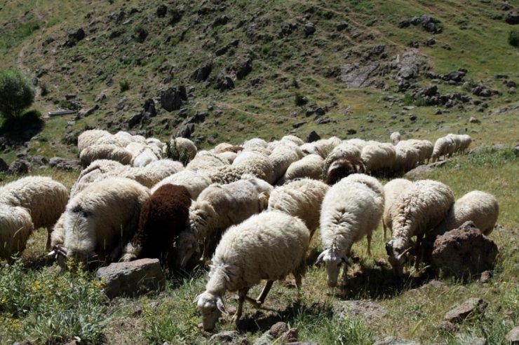 Orman Ve Su İşleri Başkanlığı Eskişehir’deki Orman Mahallelerinde Yaşayan Vatandaşlara Destek