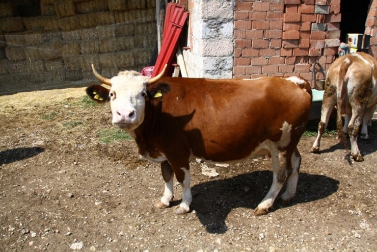 Orman Ve Su İşleri Başkanlığı Eskişehir’deki Orman Mahallelerinde Yaşayan Vatandaşlara Destek