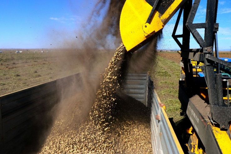 Sıcaklar Yer Fıstığını Vurdu