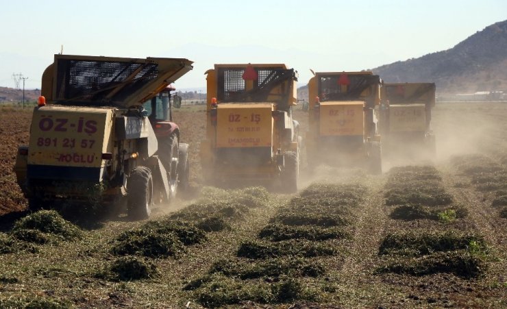 Sıcaklar Yer Fıstığını Vurdu