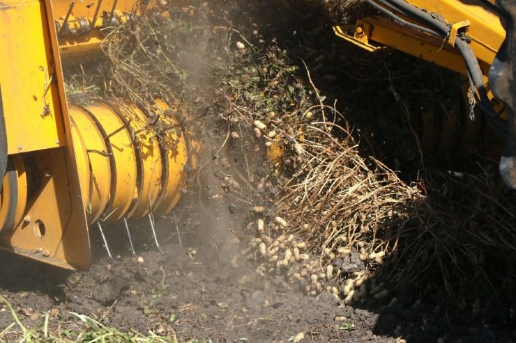 Sıcaklar Yer Fıstığını Vurdu