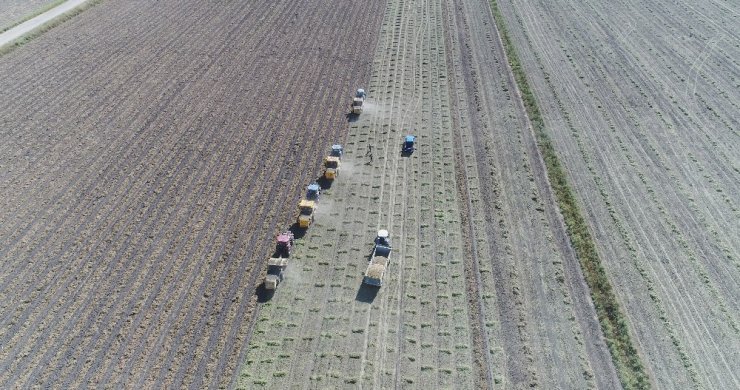 Sıcaklar Yer Fıstığını Vurdu