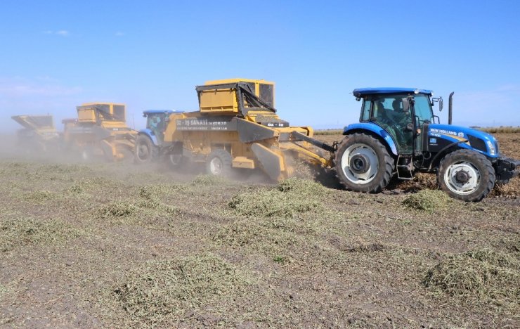 Sıcaklar Yer Fıstığını Vurdu