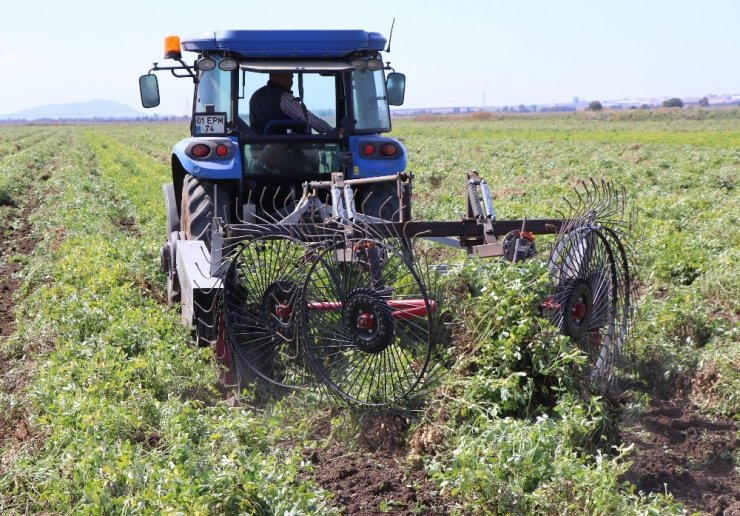 Sıcaklar Yer Fıstığını Vurdu