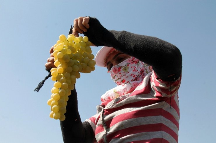 Elazığ’da En ‘Hoş Üzüm’ Hasadı