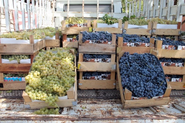 Elazığ’da En ‘Hoş Üzüm’ Hasadı
