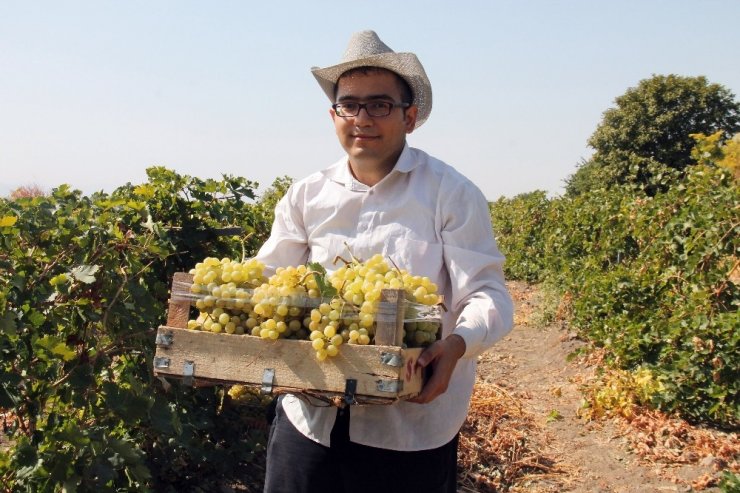 Elazığ’da En ‘Hoş Üzüm’ Hasadı